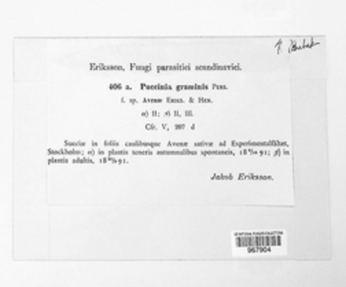 Puccinia graminis image